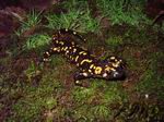 fauna sierra de aracena y picos de aroche salamandra
